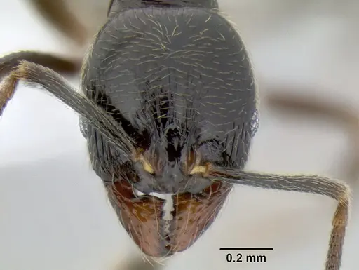 Stenamma maximon specimen CASENT0603886 image casent0603886_2