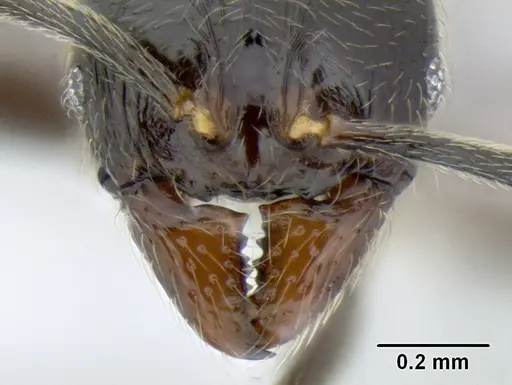 Stenamma maximon specimen CASENT0603886 image casent0603886_3