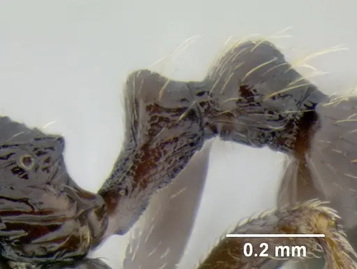 Stenamma maximon specimen CASENT0603886 image casent0603886_5