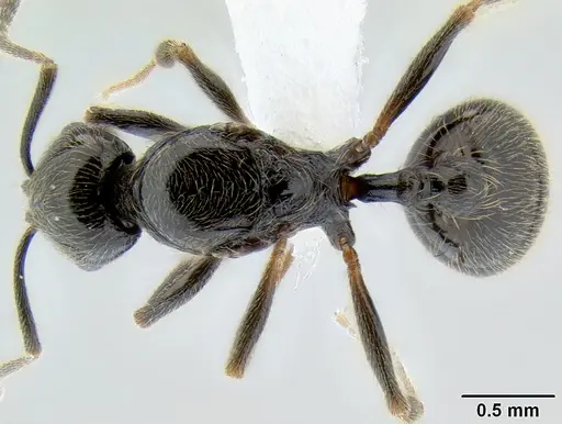 Stenamma maximon specimen CASENT0604871 image casent0604871_1