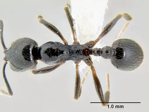 Stenamma maximon specimen CASENT0604875 image casent0604875_1