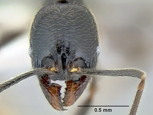 Stenamma maximon specimen CASENT0604875 image casent0604875_2