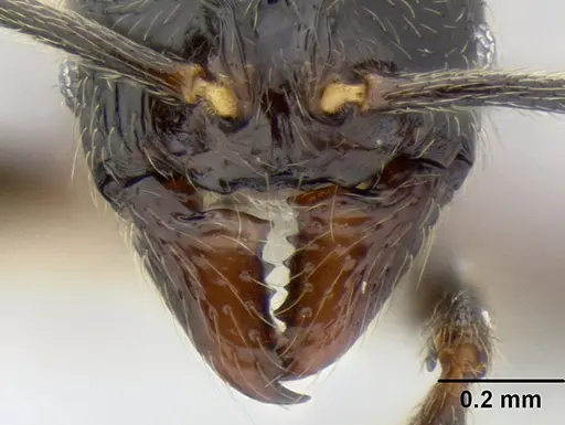 Stenamma maximon specimen CASENT0604875 image casent0604875_3