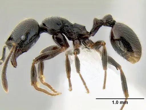 Stenamma maximon specimen CASENT0604875 image casent0604875_4