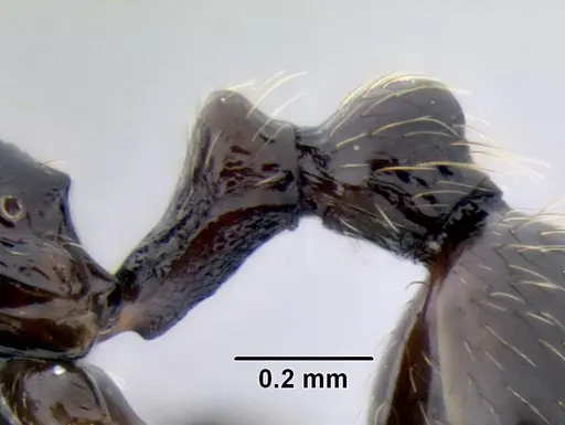 Stenamma maximon specimen CASENT0604875 image casent0604875_5