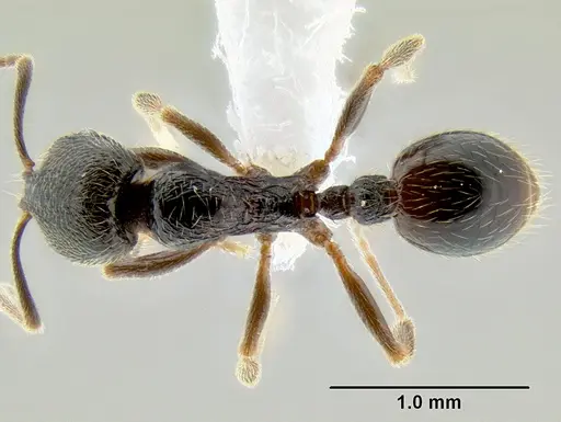Stenamma maximon specimen CASENT0605063 image casent0605063_1