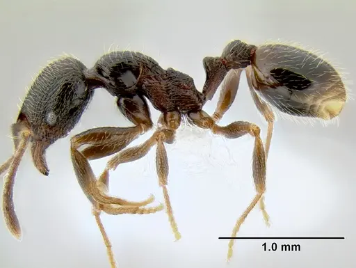 Stenamma maximon specimen CASENT0605063 image casent0605063_3