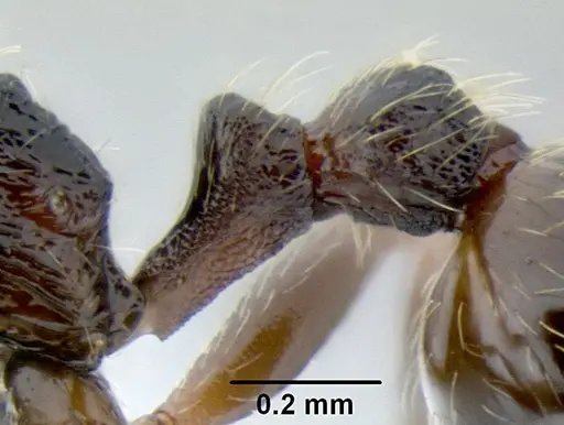 Stenamma maximon specimen CASENT0605063 image casent0605063_4