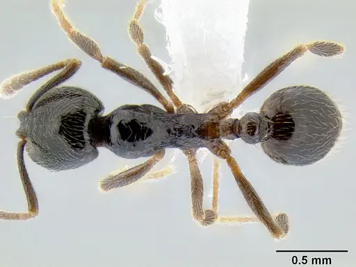 Stenamma maximon specimen CASENT0605089 image casent0605089_1