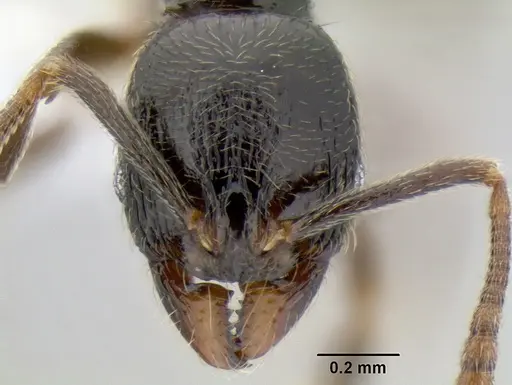 Stenamma maximon specimen CASENT0605089 image casent0605089_2