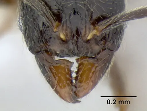 Stenamma maximon specimen CASENT0605089 image casent0605089_3