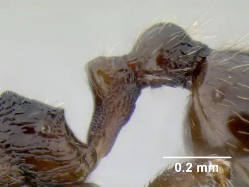 Stenamma maximon specimen CASENT0605089 image casent0605089_5