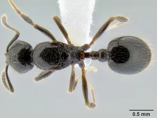 Stenamma maximon specimen CASENT0605131 image casent0605131_1