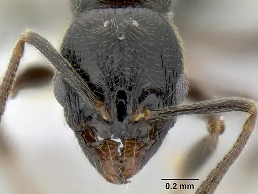 Stenamma maximon specimen CASENT0605131 image casent0605131_2