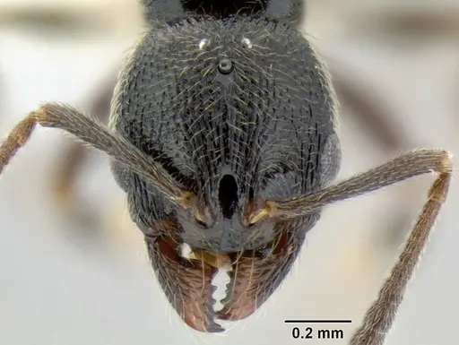 Stenamma maximon specimen CASENT0605135 image casent0605135_2
