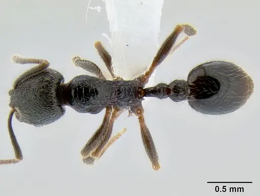 Stenamma maximon specimen CASENT0605136 image casent0605136_1