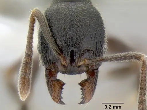 Stenamma maximon specimen CASENT0605136 image casent0605136_2
