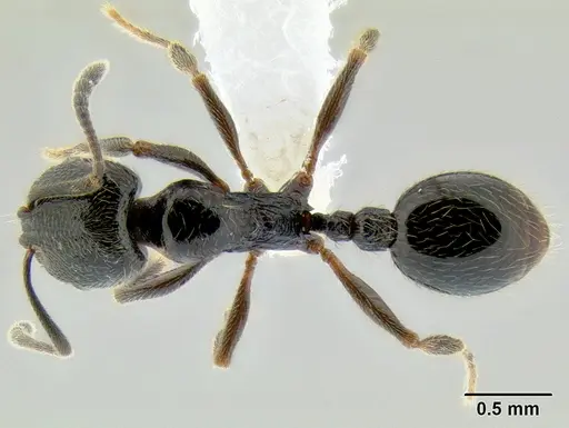 Stenamma maximon specimen CASENT0605240 image casent0605240_1