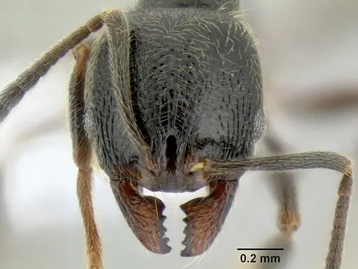 Stenamma maximon specimen CASENT0605240 image casent0605240_2