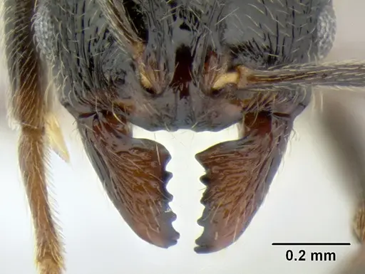 Stenamma maximon specimen CASENT0605240 image casent0605240_3