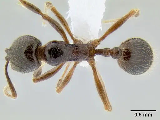 Stenamma maximon specimen CASENT0605448 image casent0605448_1