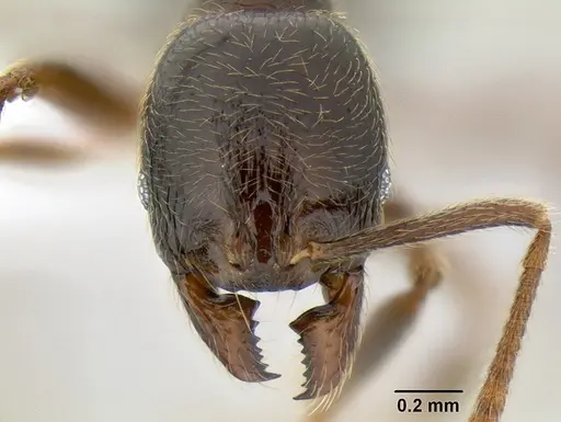 Stenamma maximon specimen CASENT0605448 image casent0605448_2