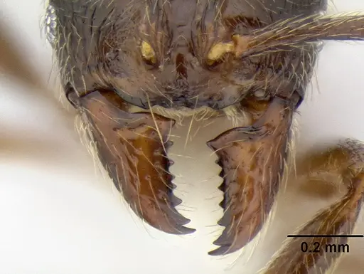 Stenamma maximon specimen CASENT0605448 image casent0605448_3