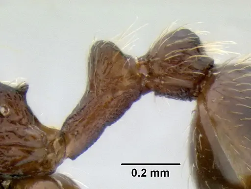 Stenamma maximon specimen CASENT0605448 image casent0605448_5