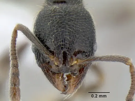 Stenamma maximon specimen CASENT0606136 image casent0606136_2