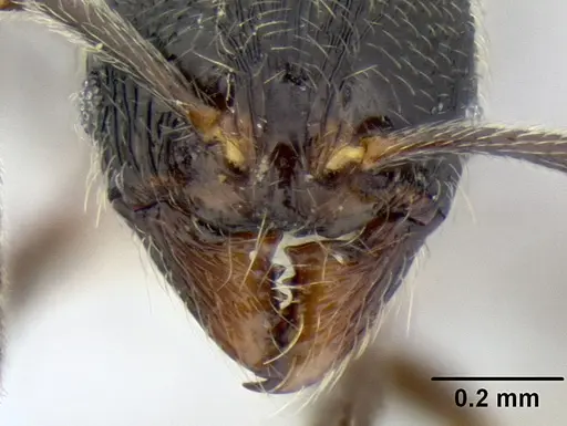 Stenamma maximon specimen CASENT0606136 image casent0606136_3