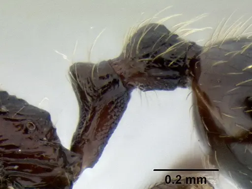 Stenamma maximon specimen CASENT0606136 image casent0606136_5