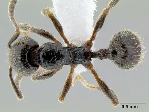 Stenamma maximon specimen CASENT0621541 image casent0621541_1