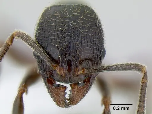 Stenamma maximon specimen CASENT0621541 image casent0621541_2