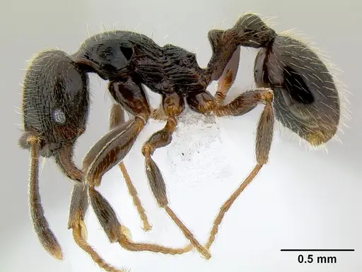 Stenamma maximon specimen CASENT0621541 image casent0621541_3