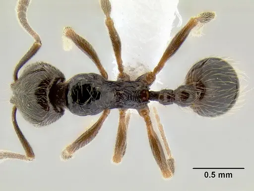 Stenamma maximon specimen CASENT0621635 image casent0621635_1