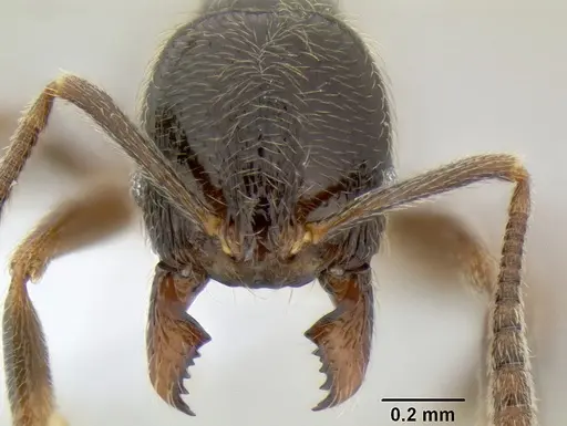 Stenamma maximon specimen CASENT0621635 image casent0621635_2