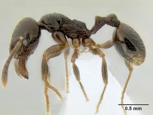 Stenamma maximon specimen CASENT0621635 image casent0621635_4