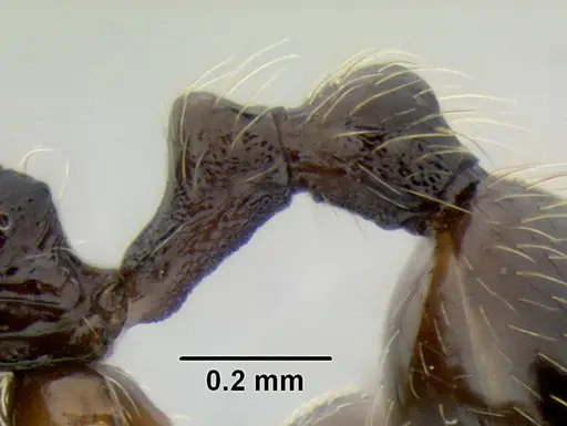 Stenamma maximon specimen CASENT0621635 image casent0621635_5
