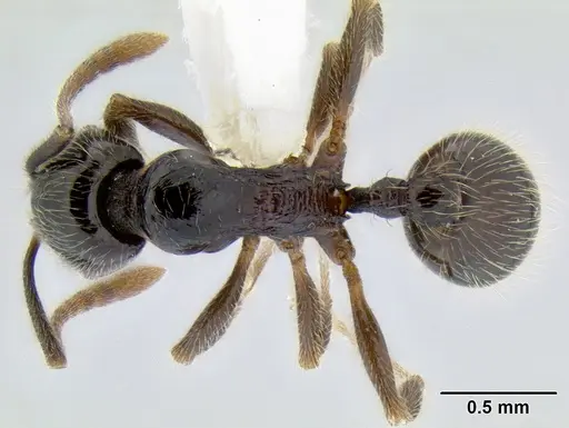 Stenamma maximon specimen CASENT0623062 image casent0623062_1