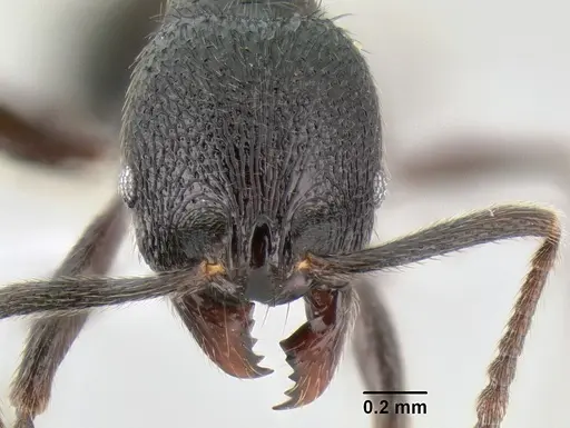 Stenamma megamanni specimen CASENT0603933 image casent0603933_2