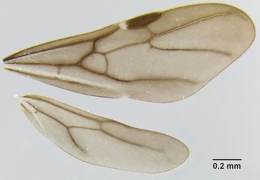 Stenamma megamanni specimen CASENT0604840 image casent0604840_4