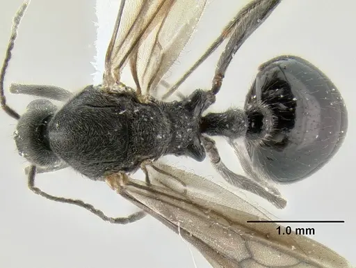 Stenamma megamanni specimen JTLC000007293 image jtlc000007293_1