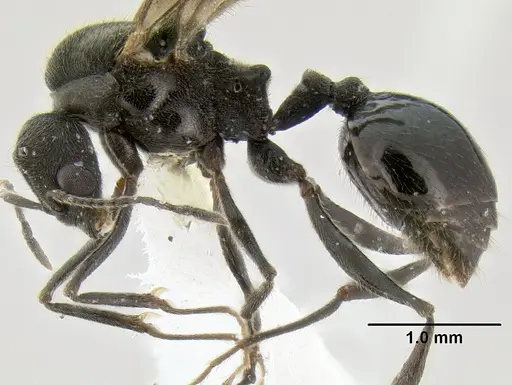 Stenamma megamanni specimen JTLC000007293 image jtlc000007293_3