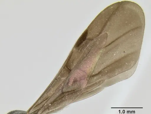Stenamma megamanni specimen JTLC000007293 image jtlc000007293_4
