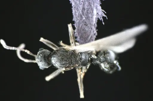 Stenamma meridionale specimen ANTWEB1041510 image antweb1041510_1