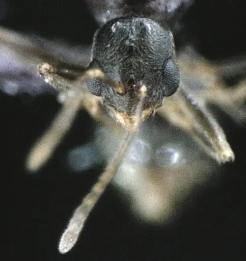 Stenamma meridionale specimen ANTWEB1041510 image antweb1041510_2