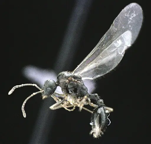 Stenamma meridionale specimen ANTWEB1041510 image antweb1041510_3