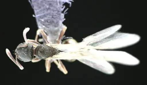 Stenamma meridionale specimen ANTWEB1041511 image antweb1041511_1