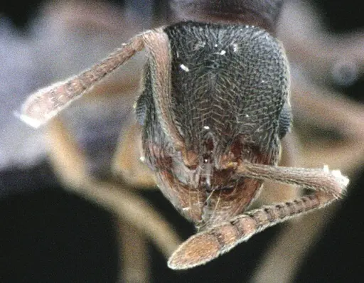 Stenamma meridionale specimen ANTWEB1041511 image antweb1041511_2