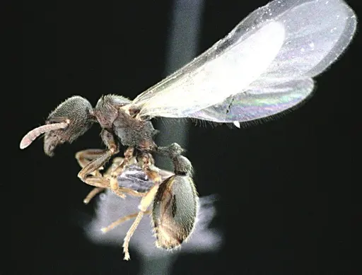 Stenamma meridionale specimen ANTWEB1041511 image antweb1041511_3